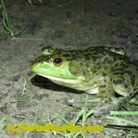 /home//u458753944/public_html/sourcegallery//Frogs/More bullfrogs/P6080130.JPG